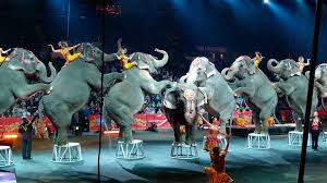 Circus Elephants
