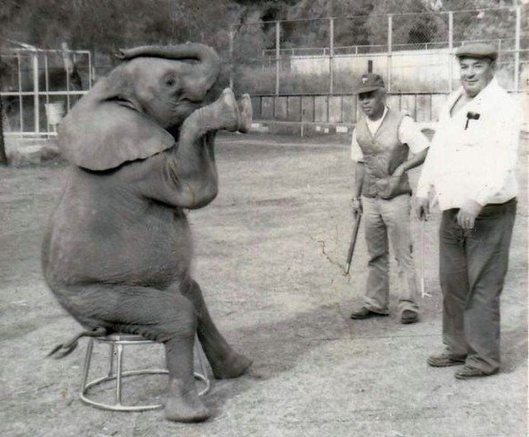Circus Elephants