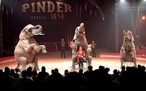 Circus Elephants