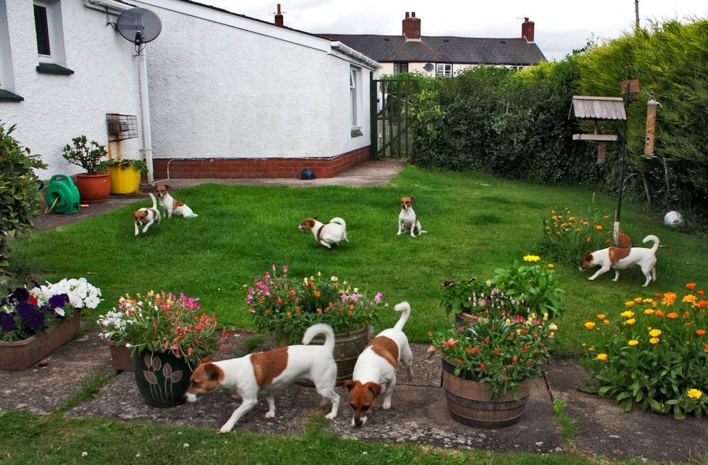 Clone Selfie 10 Dog playing