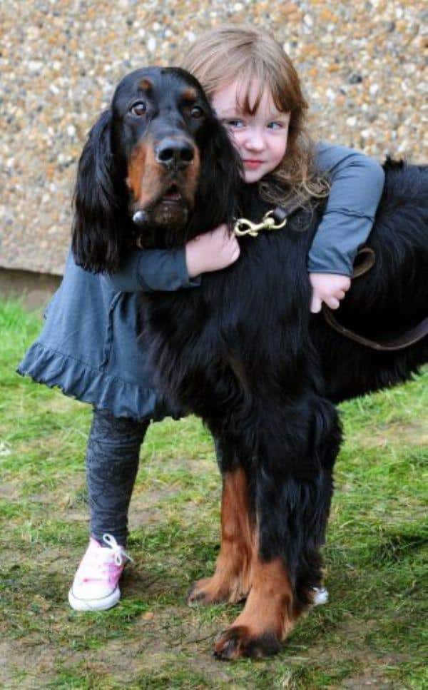 Confused Animal Hugs