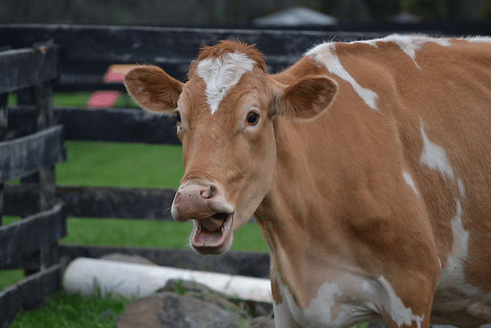 Cow Shocks