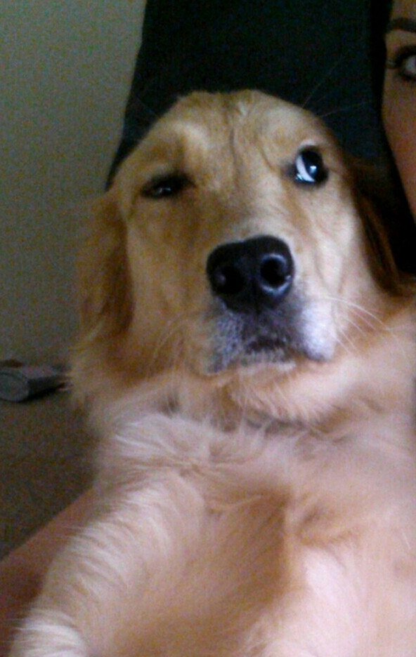 Cropped Dogs Life