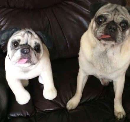 Cuddle Clones Crazy Gift Ideas