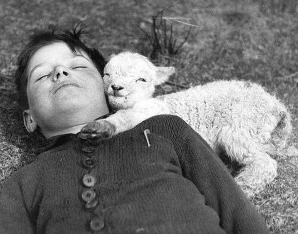Cute little lamb Animal Hugs