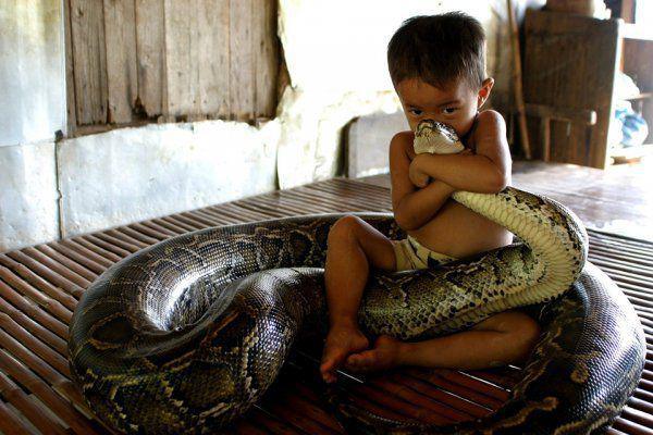 Dangerous snake Animal Hugs