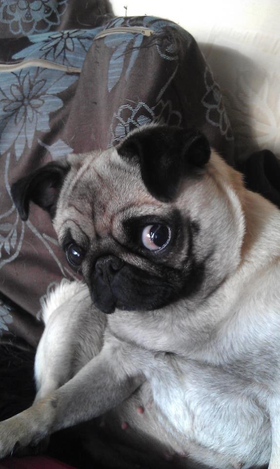 Delighted Emo Dogs Life