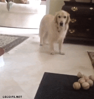 Dog Fakeout Funny Animated GIF