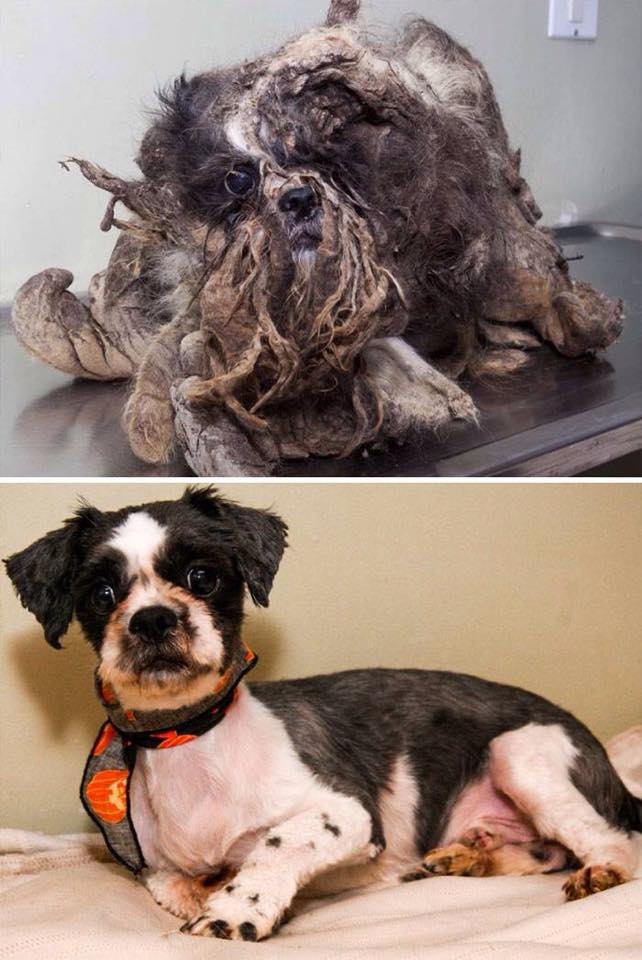 Dog Rescue