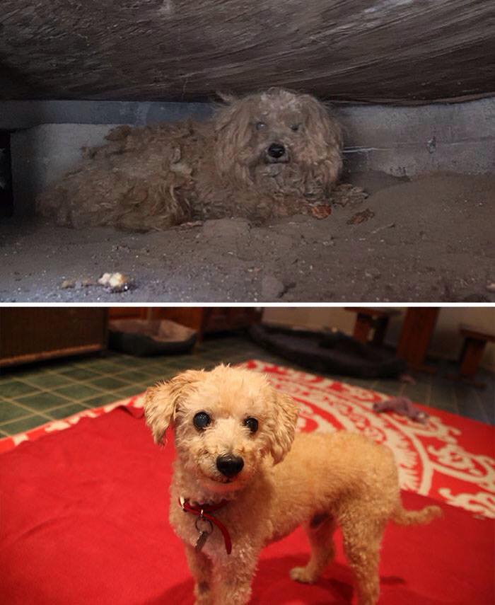 Dog Before and After Rescue