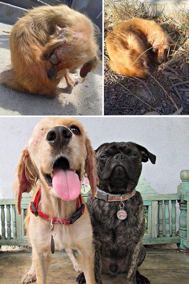 Dog Rescue