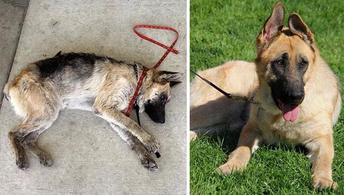 Dog Rescue