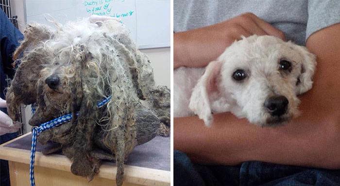 Dogs Rescue