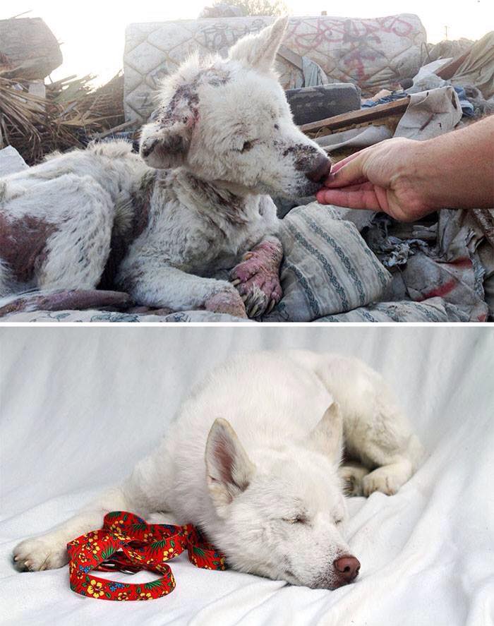 Dogs Rescue