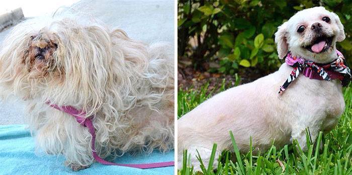 Dog Before and After Rescue