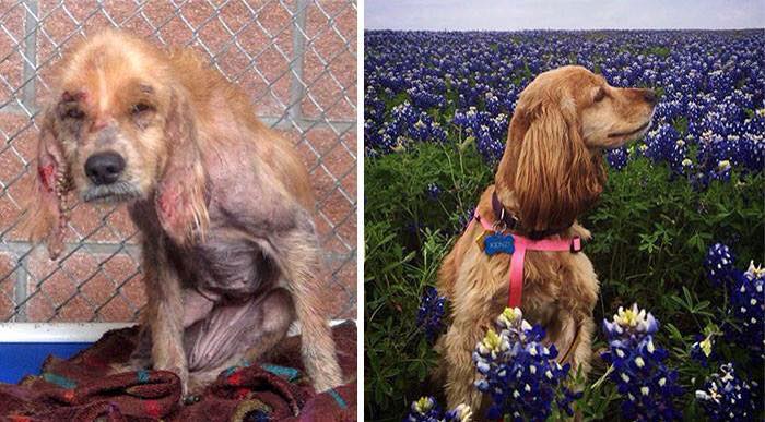 Dogs Rescue