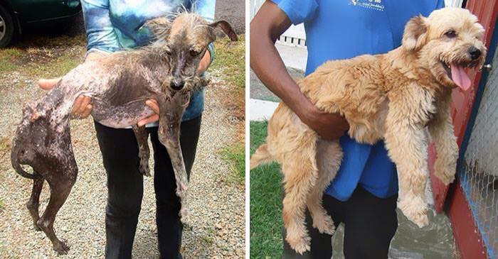 Dog Rescue