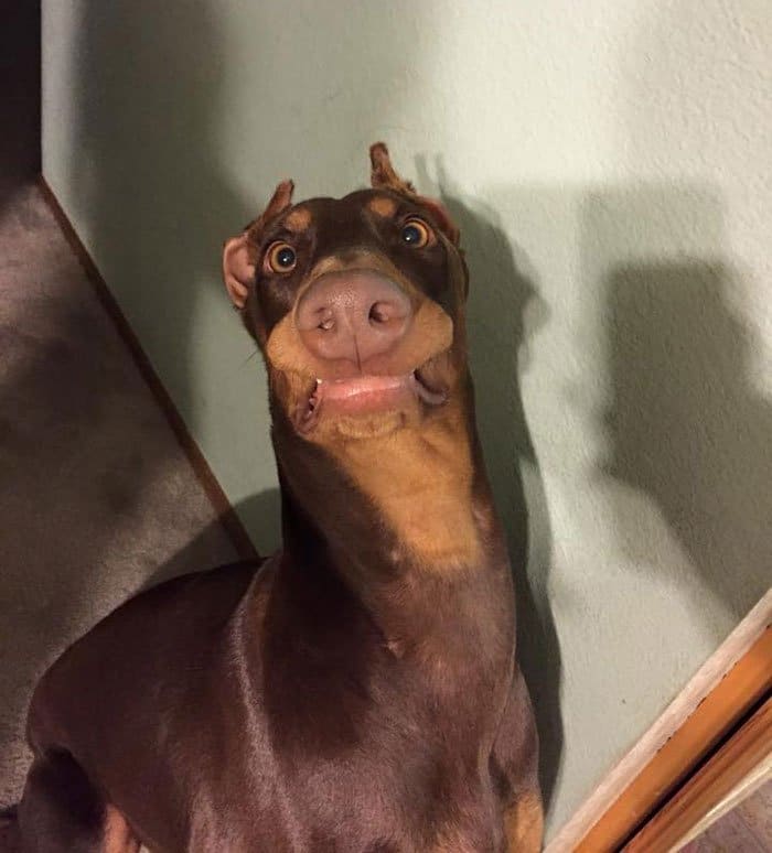 Dog Surprised