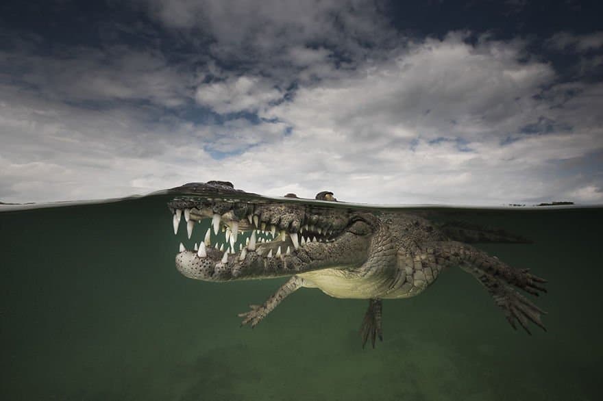Above & Under The Water – Amazing Photos!