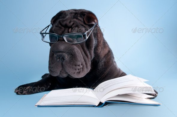 Black shar-pei dog with glasses is reading a book
