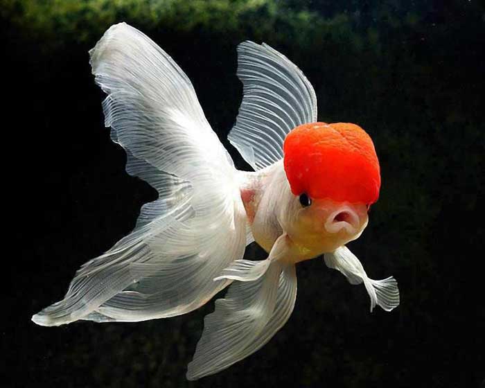 Ed cap goldfish Rare Animal
