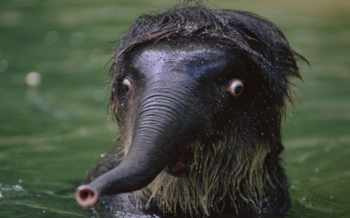 Elephant Surprised Animals