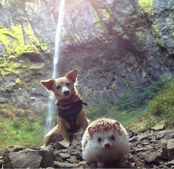 Enjoying the holiday with a friend Hedgehog