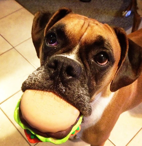 Favorite Toy Dog's Toys