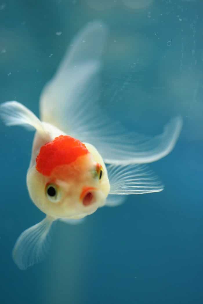 Fish Surprised
