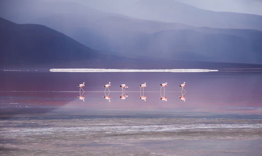 Flamingo March traveling Paradise