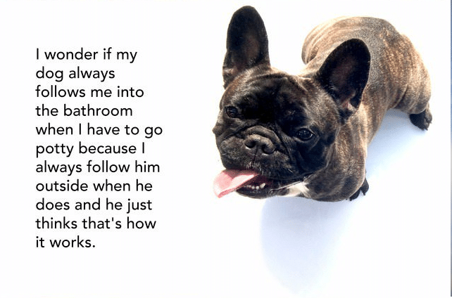 Following Dog Smart Idea