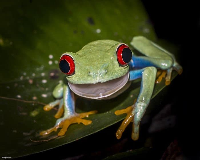 Frog Surprised