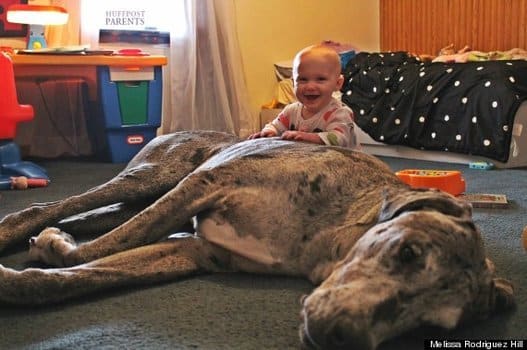 Fun Time Baby and Dog