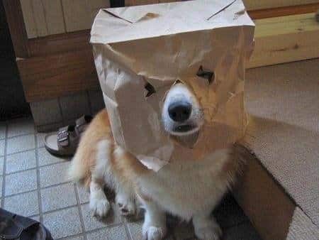Ghost Dogs Life