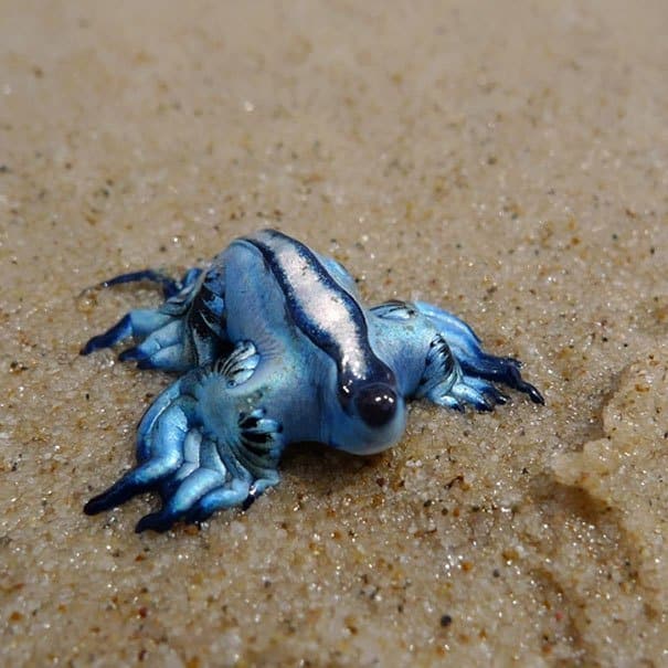 Glaucus Atlanticus Strange Animal