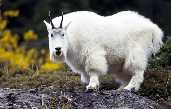 Goat Shocks
