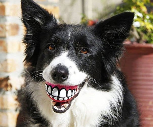 Grinz Ball Dog's Toys