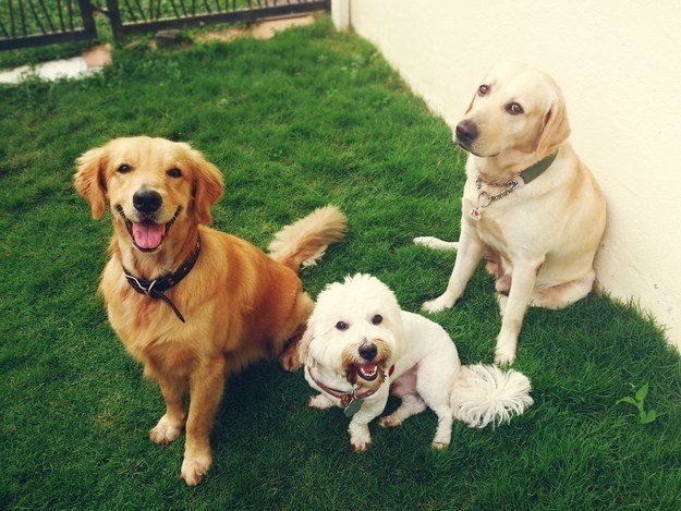 Hanging on Dogs Life