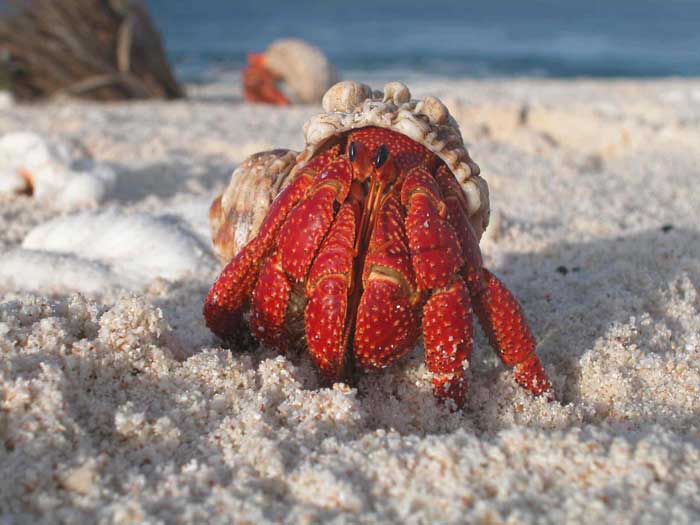 Hermit Crab Rare Animal