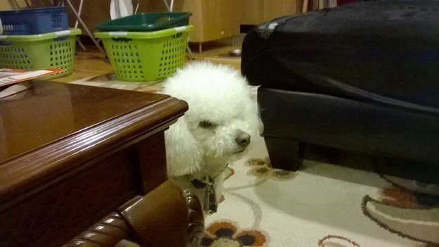 Hide & Seek Dogs Life