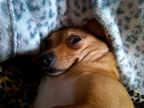 Hilarious Dog Life