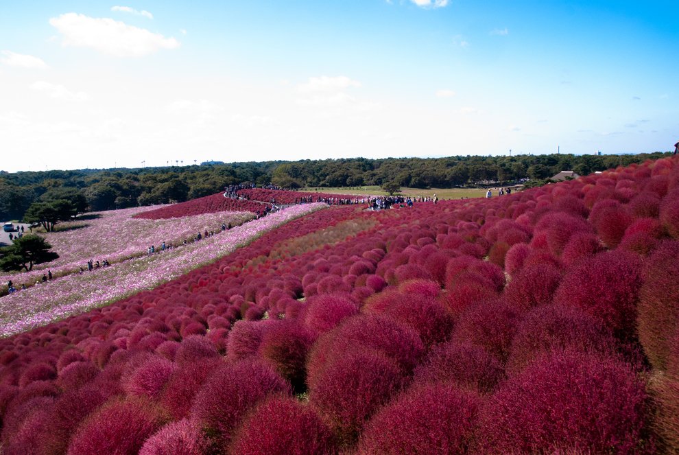 Hitachi Seaside Park in Hitachinaka, Ibaraki, Japan Unusual Place