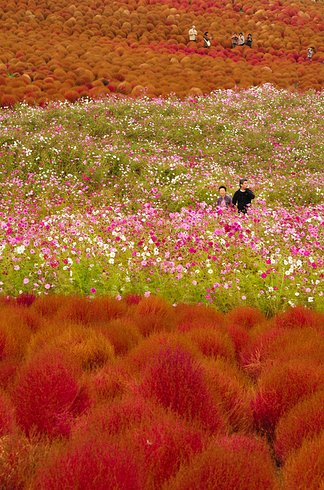 Hitachi Seaside Park in Hitachinaka, Ibaraki, Japan 2 Unusual Place