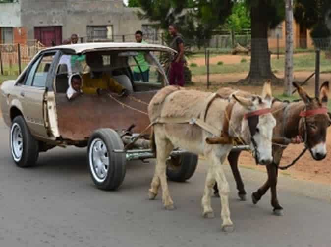 Horse Power Car 12 - Two Donkies Pulling Car
