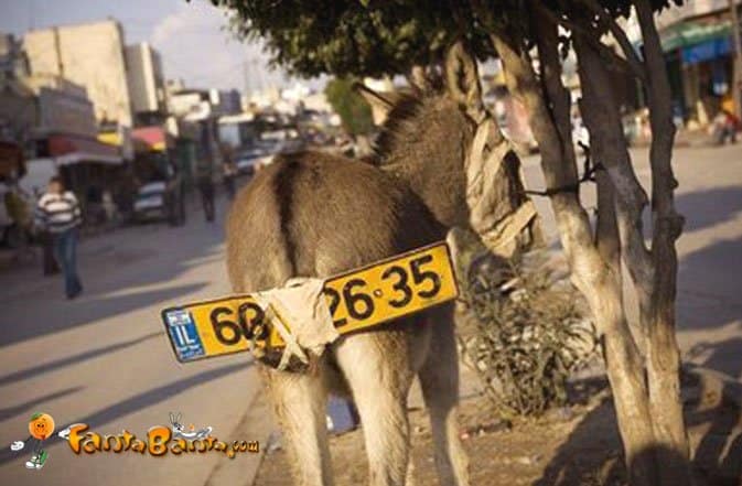 Horse Powered Car 18 - Donkey License