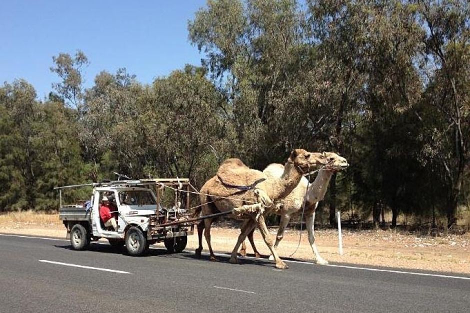 Horse Power Car 19 - Camel Power Car