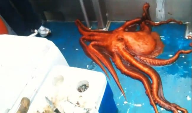 You Need To See This Houdini Octopus