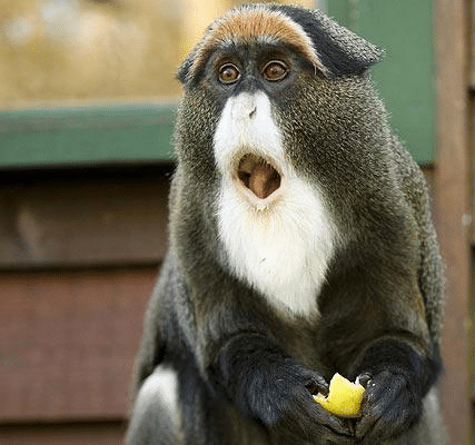 Howler Shocks