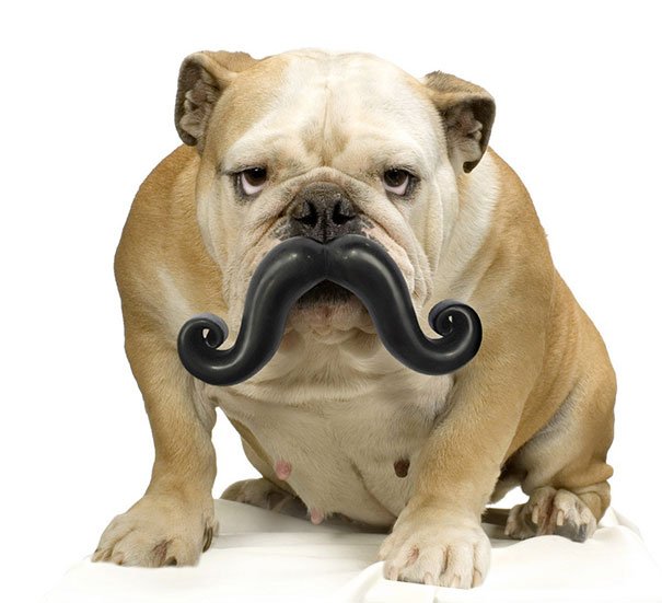 Humunga Stache Durable Dog's Toys