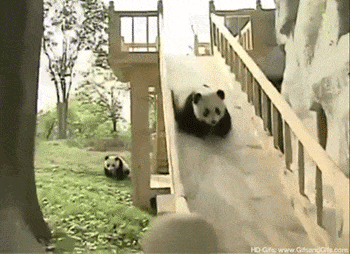 Hurrah! Bears like human